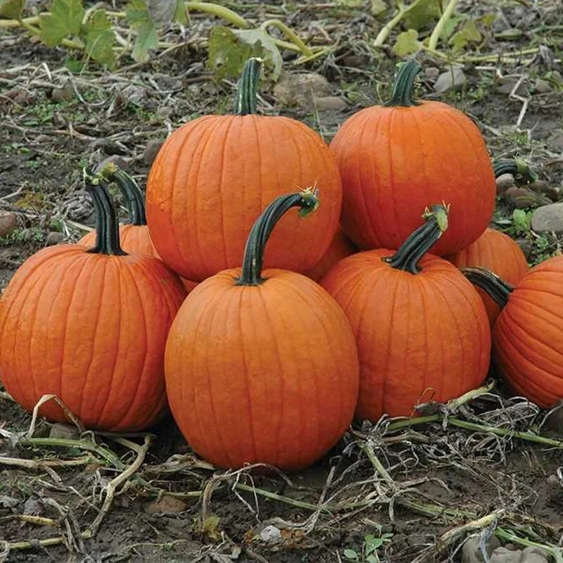 Howden's Field Pumpkin Seeds - Carving, Halloween, Pie - Outdoor - Image 1