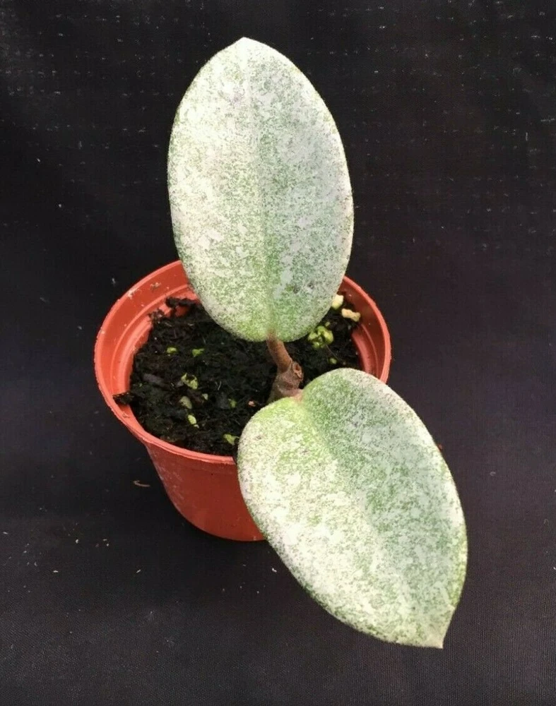 Hoya Carnosa 'Nova Ghost' Live Plant – Rooted 2.5" Pot – Indoor - Image 1