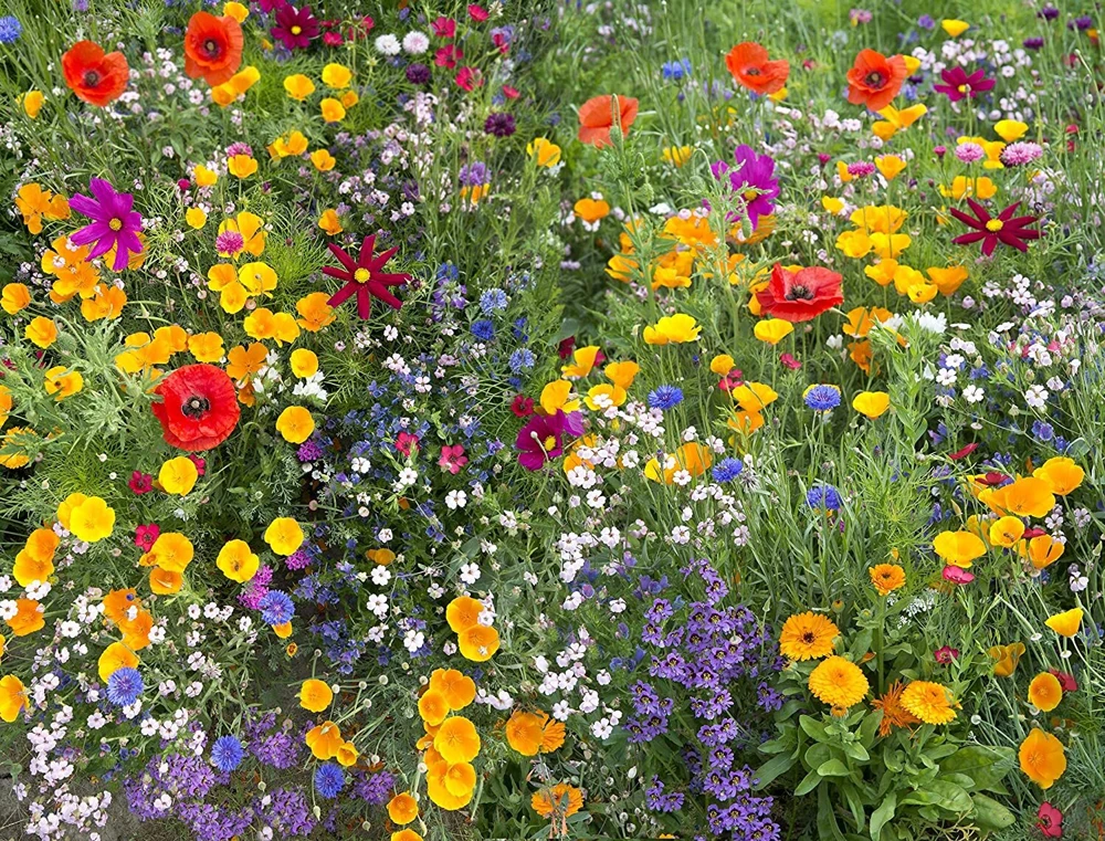 Hummingbird & Butterfly Wildflower Mix Seeds - 17 Species - Multicolor Outdoor - Image 1