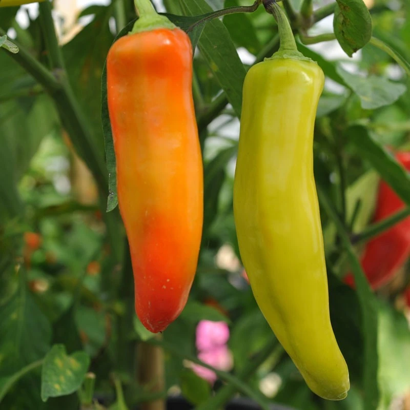 Hungarian Wax Hot Pepper Seeds - Medium Heat, Yellow to Orange, Outdoor - Image 1