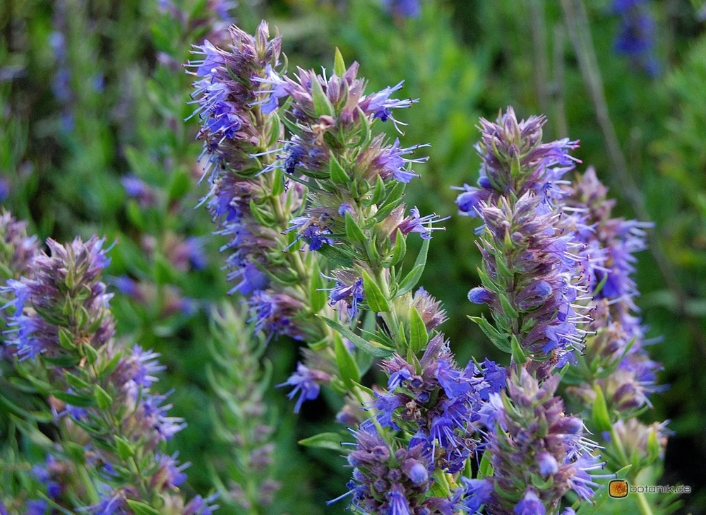 Hyssop Seeds - Blue-Violet Flower Seeds for Pollinators - Perennial - Image 1