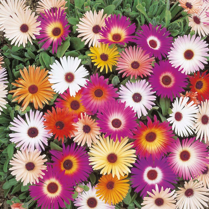 Ice Plant Mix Seeds – Livingstone Daisy – Multicolor Flower Seeds – Annual – Full Sun - Image 2