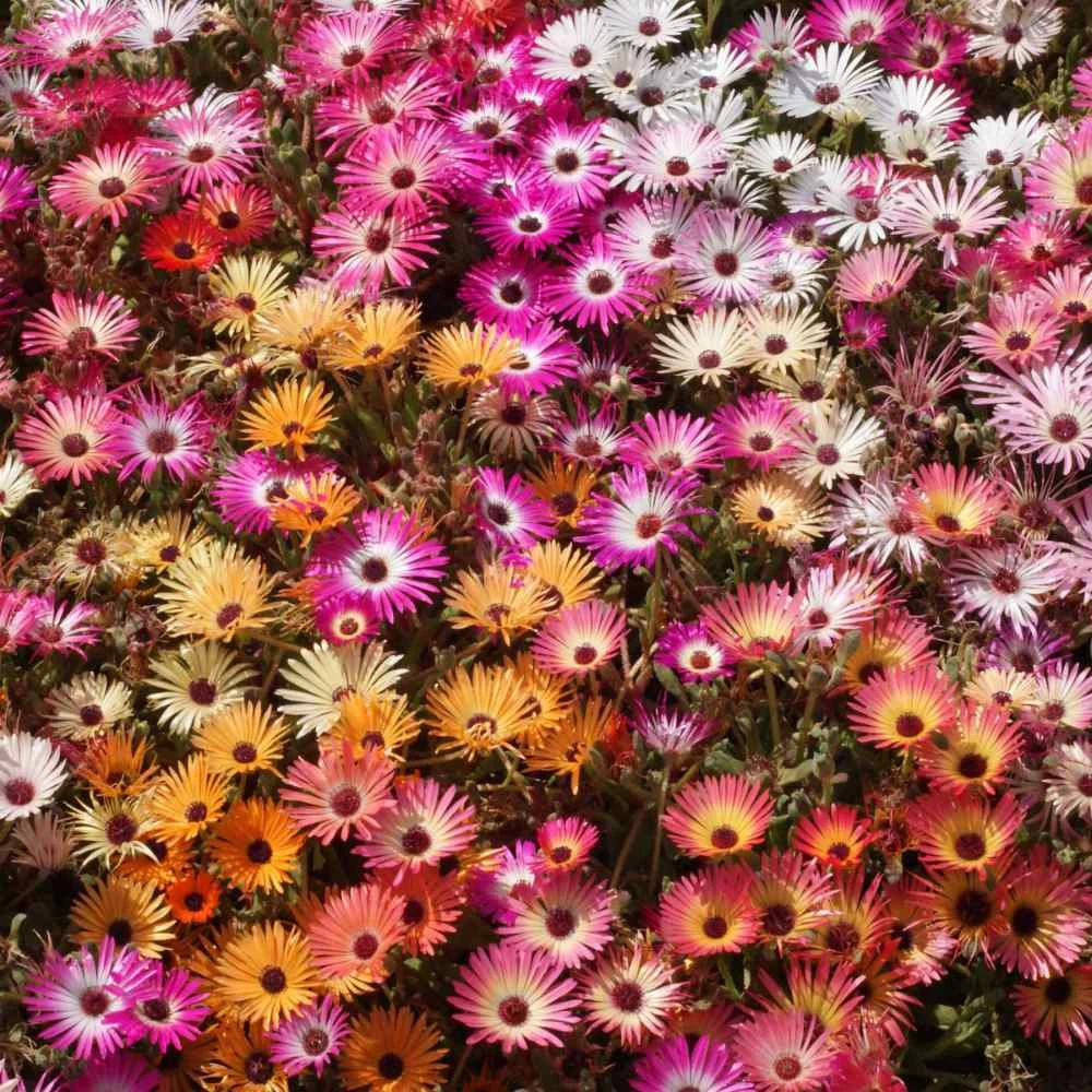 Ice Plant Mix Seeds – Livingstone Daisy – Multicolor Flower Seeds – Annual – Full Sun - Image 1