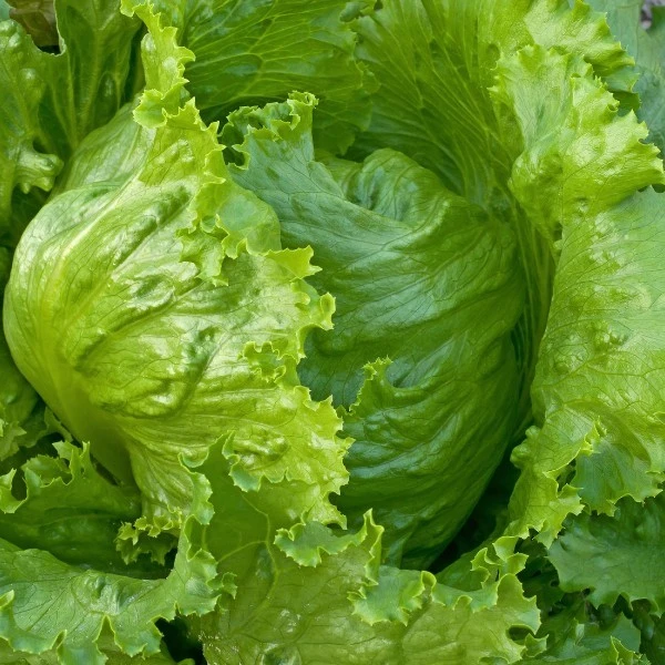Iceberg Lettuce Seeds - Crisphead Garden Salads, Easy to Grow Annual - Image 2