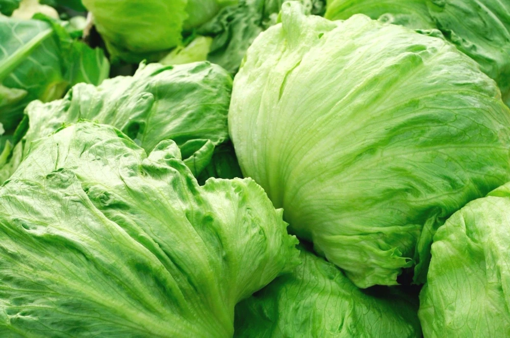 Iceberg Lettuce Seeds - Crisphead Garden Salads, Easy to Grow Annual - Image 1