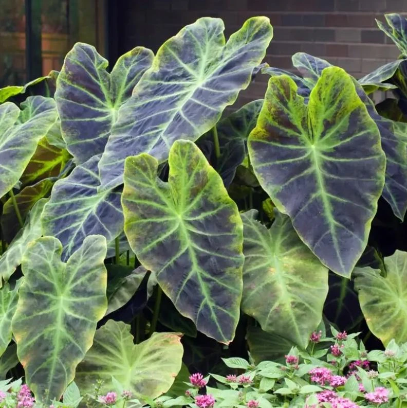 Illustris Colocasia Live Plant - 5-10" Tall Dark Elephant Ear Tropical Plant - Image 1