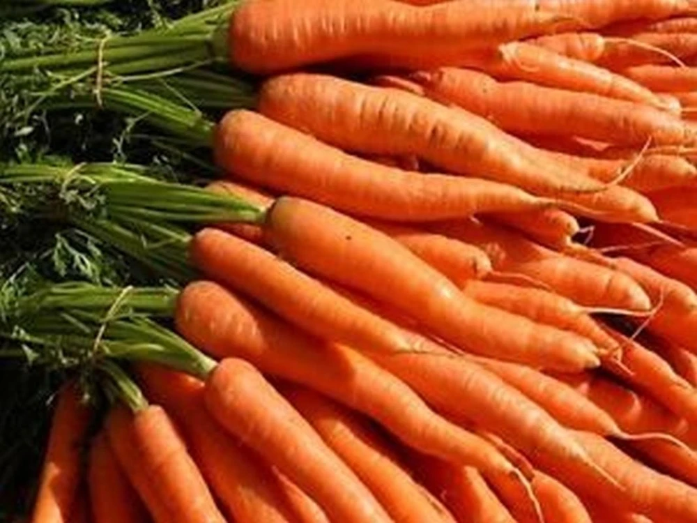 Imperator 58 Carrot Seeds - Heirloom, Long Slender Orange Carrots, Outdoor - Image 1