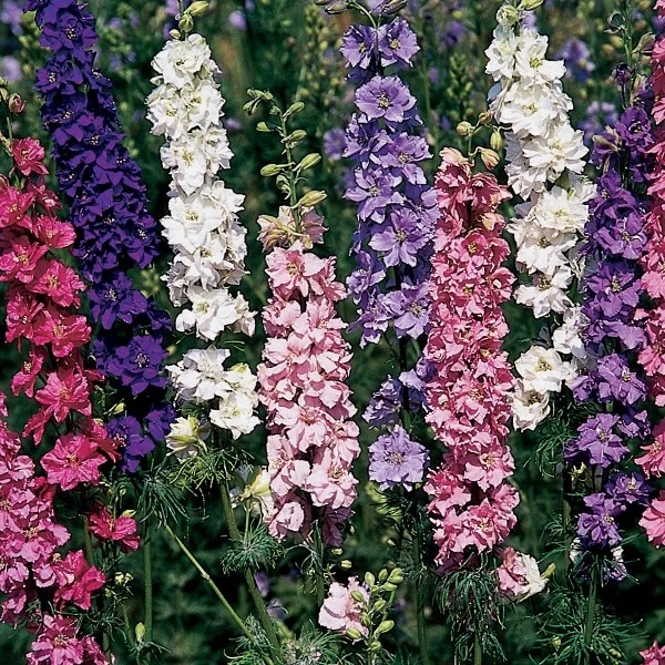 Imperial Rocket Larkspur Mix Seeds - Delphinium consolida, Multicolor, Annual - Image 1
