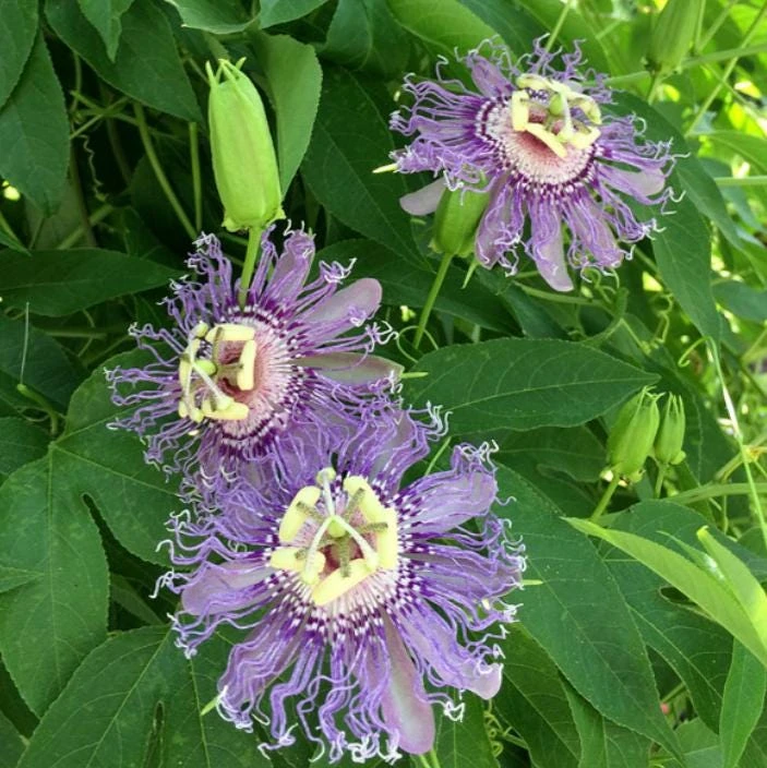 Incarnata Passion Flower Live Plant - 6-12" tall - Shop no pot - Passiflora incarnata - Hardy Purple Blooming Vine for Garden & Trellis - Image 1