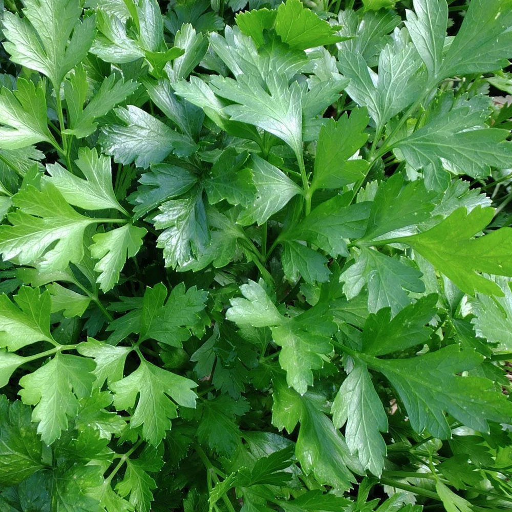 Italian Giant Parsley Seeds – Heirloom Flat-Leaf Herb Seeds for Culinary Gardens - Image 1