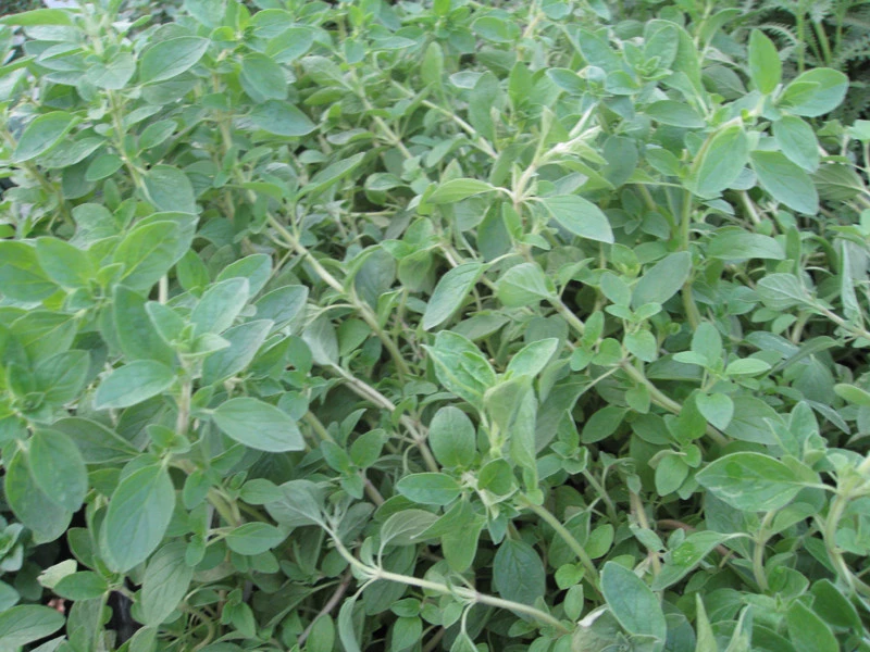 Italian Oregano Herb Seeds - Origanum Vulgare for Indoor & Outdoor Gardens - Image 2