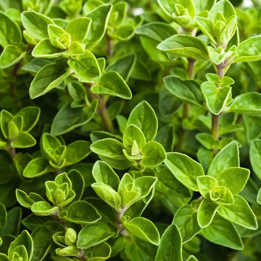 Italian Oregano Herb Seeds - Origanum Vulgare for Indoor & Outdoor Gardens - Image 1
