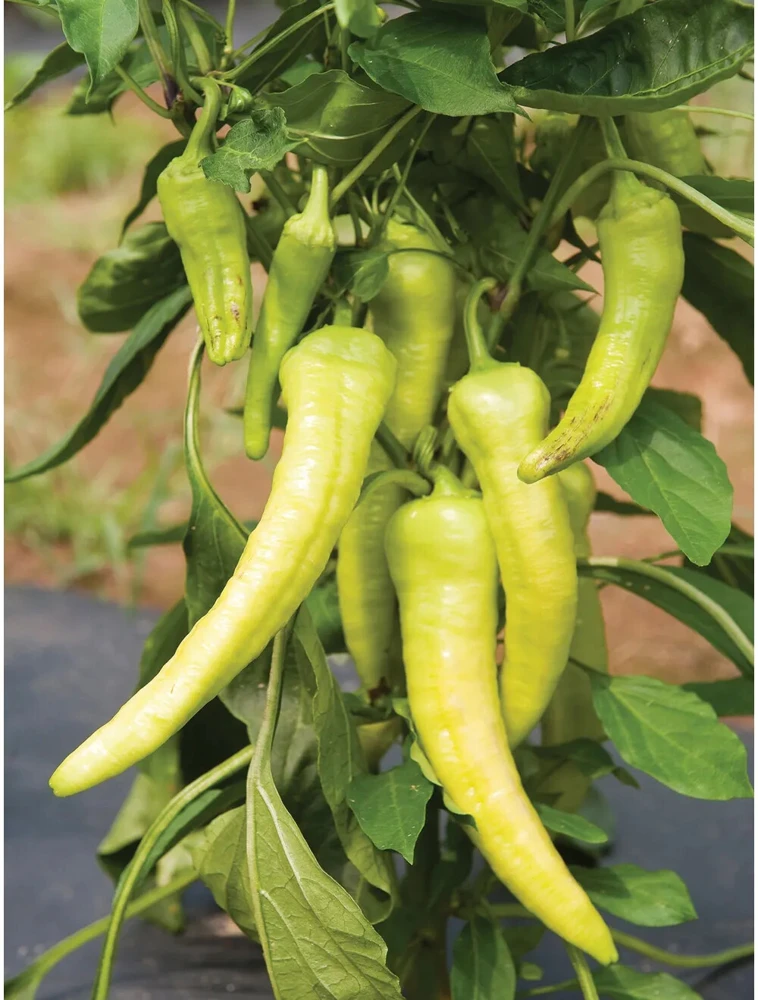 Italian Pepperoncini Pepper Seeds - Friggitello Green Peppers, Easy Grow - Image 1