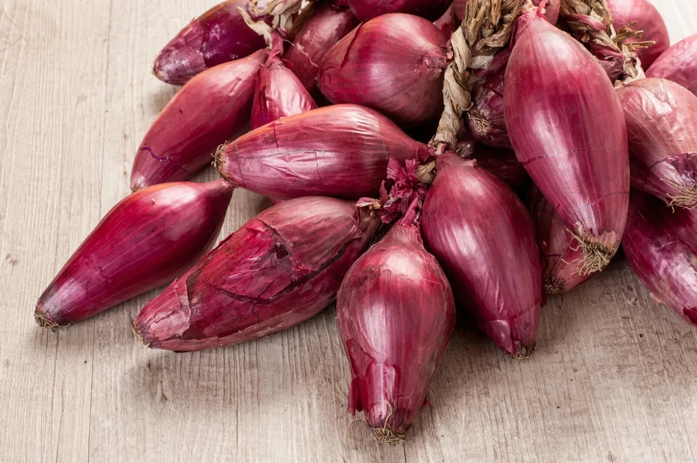 Italian Red Torpedo Onion Seeds - Rossa di Tropea - Annual - Full Sun - Image 2