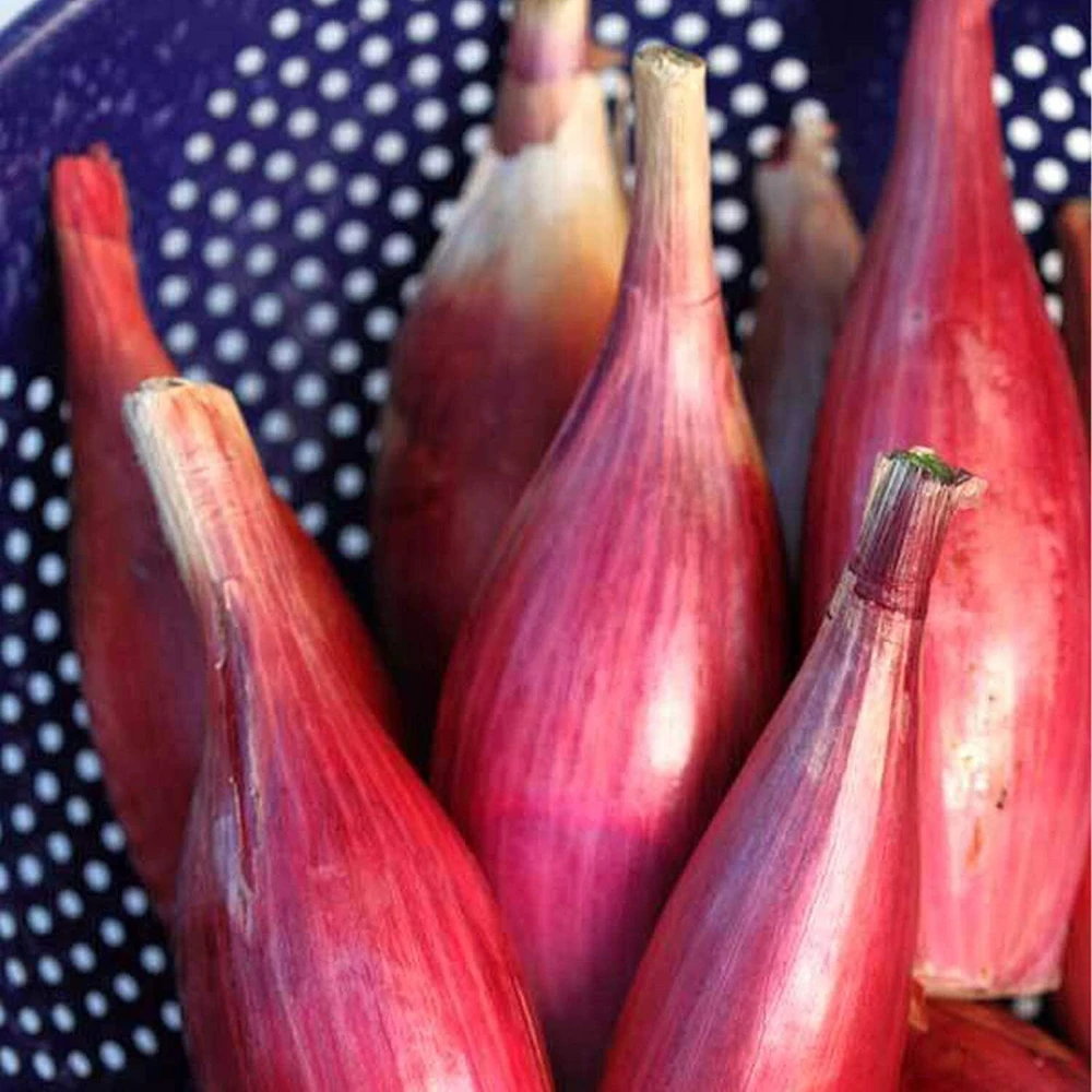Italian Red Torpedo Onion Seeds - Rossa di Tropea - Annual - Full Sun - Image 1