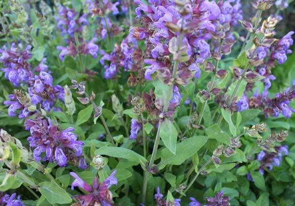 Italian Sage Seeds - Salvia Officinalis Herb Seeds for Garden & Kitchen - Image 2
