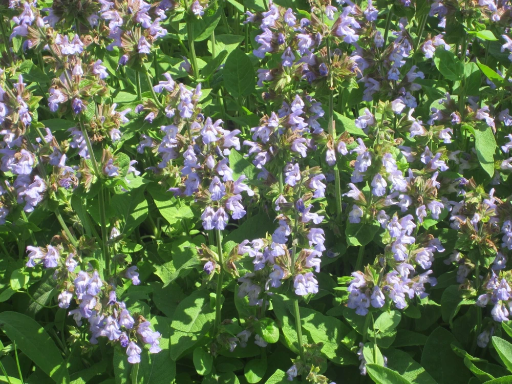 Italian Sage Seeds - Salvia Officinalis Herb Seeds for Garden & Kitchen - Image 3