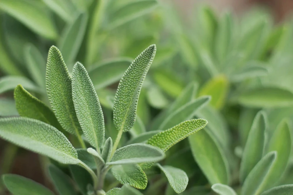 Italian Sage Seeds - Salvia Officinalis Herb Seeds for Garden & Kitchen - Image 1