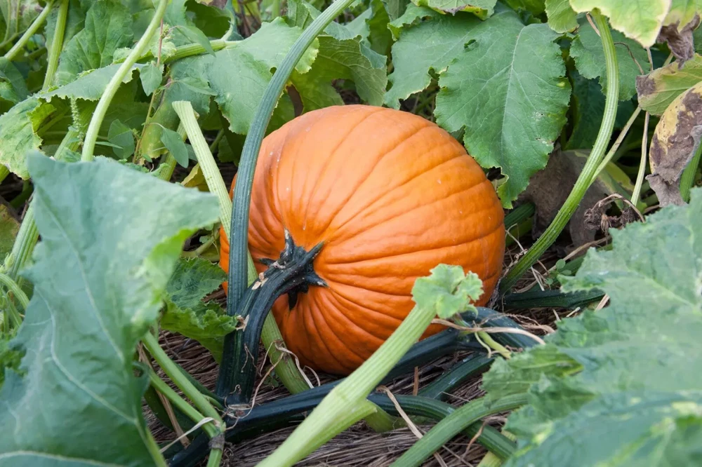 Jack O'Lantern Pumpkin Seeds - Large Orange Halloween Pumpkin Seeds Outdoor - Image 1