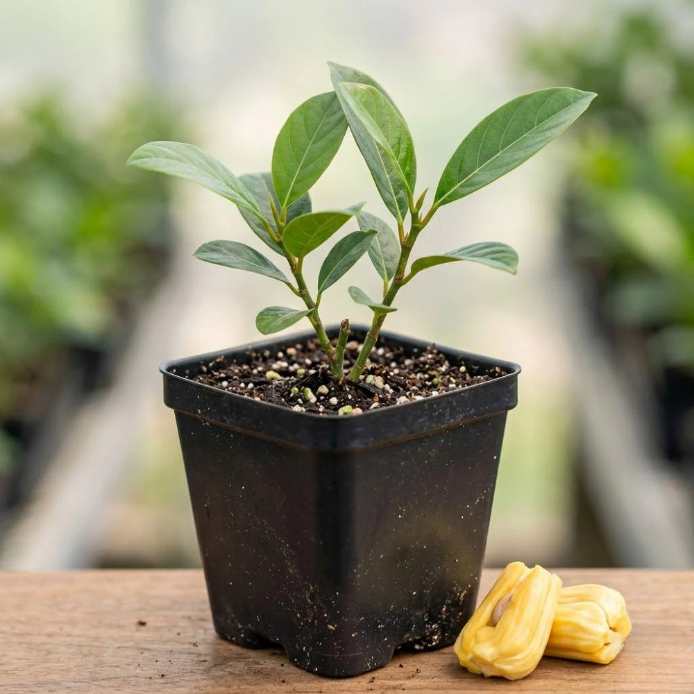 Jackfruit Tree Live Plant, 4 Inch Pot, One Starter Plant for Outdoor Fruit Garden - Image 1