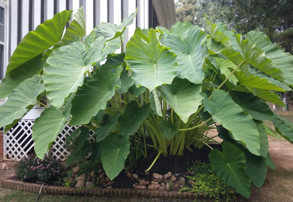 Jack’s Giant Colocasia Plant - 5-10" Tall - Ship No Pot - Colocasia gigantea - Giant Elephant Ear Plant for Tropical Gardens & Containers - Image 1