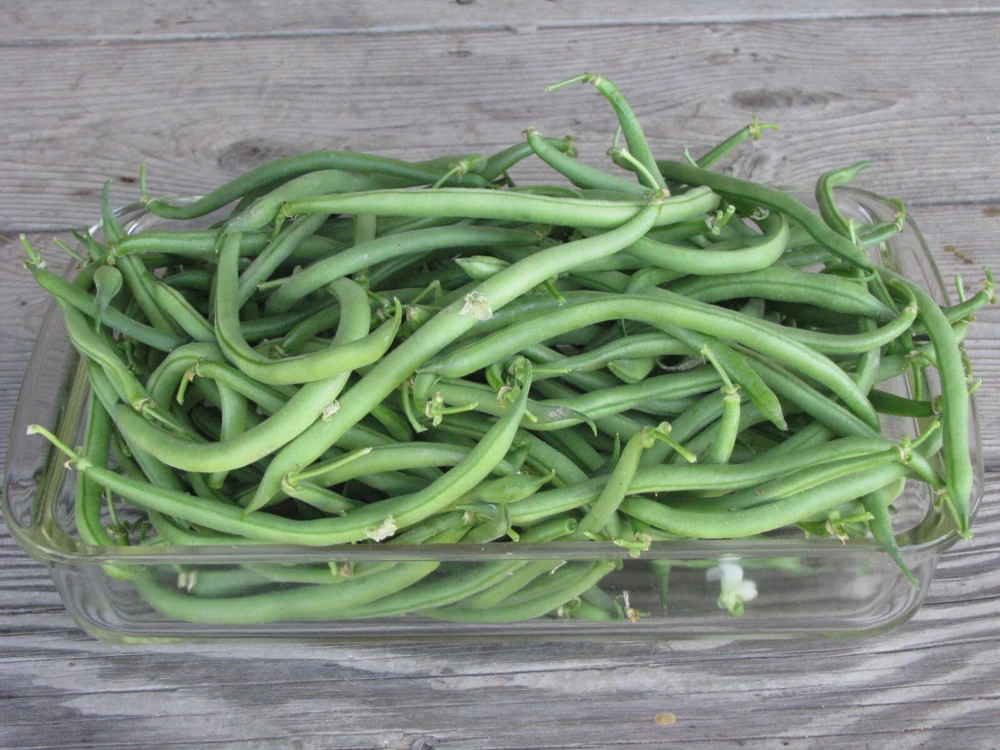 Jade Bush Green Bean Seeds - Stringless, Easy Grow, Outdoor - Image 2