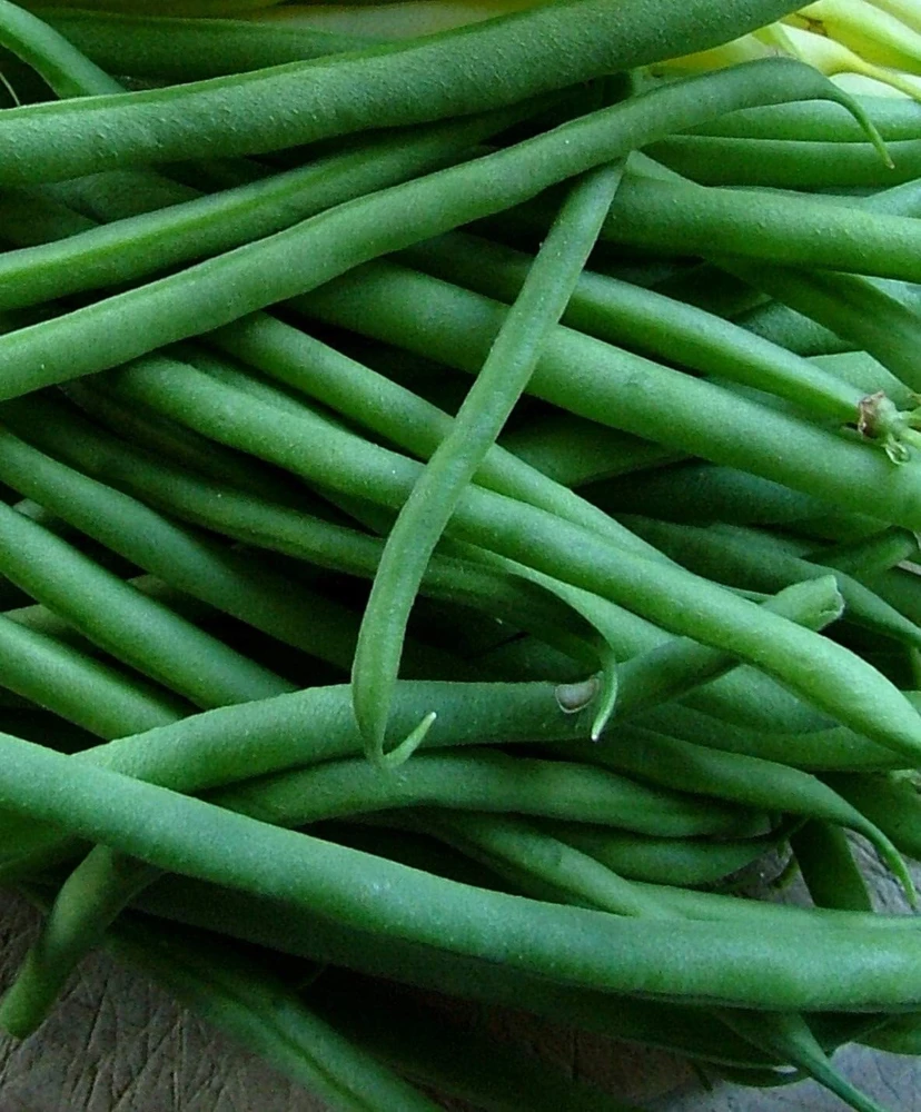 Jade Bush Green Bean Seeds - Stringless, Easy Grow, Outdoor - Image 1