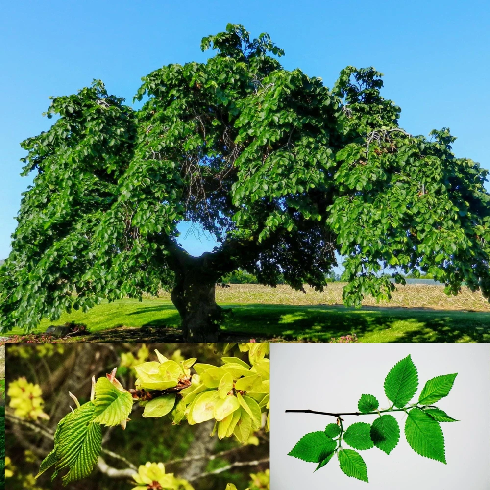 Japanese Zelkova Trees (2-Pack) – Zelkova Serrata Bare Root Ornamental Shade Tree, 2-3 ft Tall - Image 1
