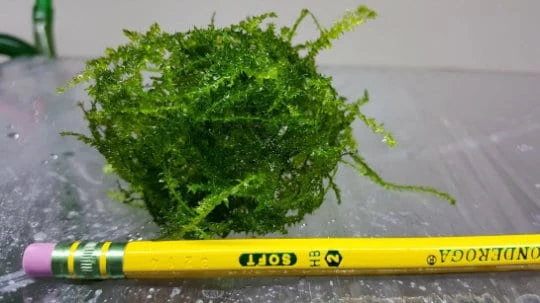 Java Moss Live Plant โ Aquarium & Terrarium Aquatic Plant โ 3x3 Loose Portion - Image 2