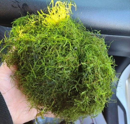 Java Moss Live Plant โ Aquarium & Terrarium Aquatic Plant โ 3x3 Loose Portion - Image 3