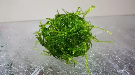Java Moss Live Plant – Aquarium & Terrarium Aquatic Plant – 3x3 Loose Portion - Image 1