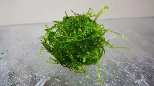 Java Moss Live Plant – Aquarium & Terrarium Aquatic Plant – 3x3 Loose Portion - Image 1