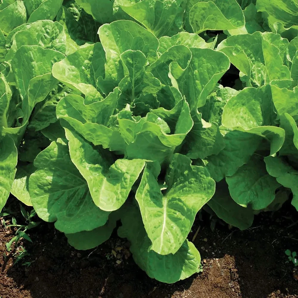 Jericho Romaine Lettuce Seeds - Heat Tolerant, Slow Bolting, Easy Grow - Image 1