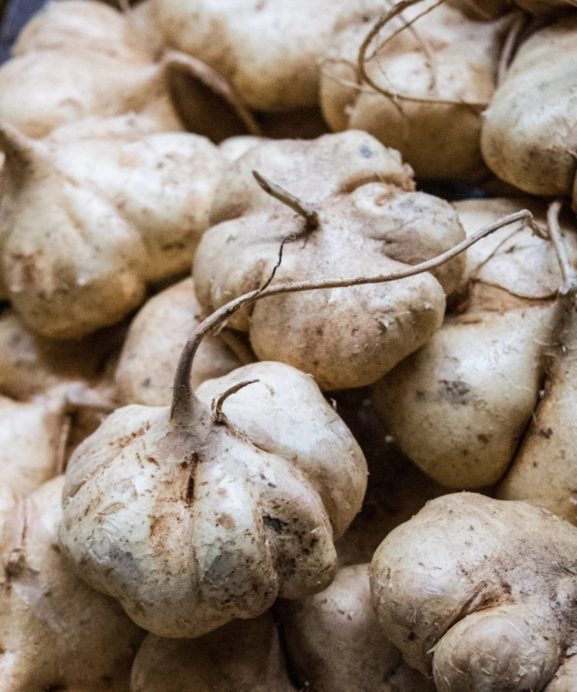 Jicama Seeds True Mexican Yam Bean - Easy Grow Annual - Full Sun - Image 2