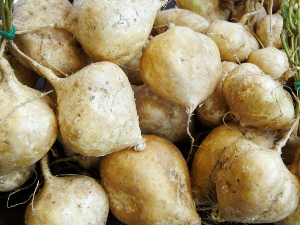 Jicama Seeds True Mexican Yam Bean - Easy Grow Annual - Full Sun - Image 1