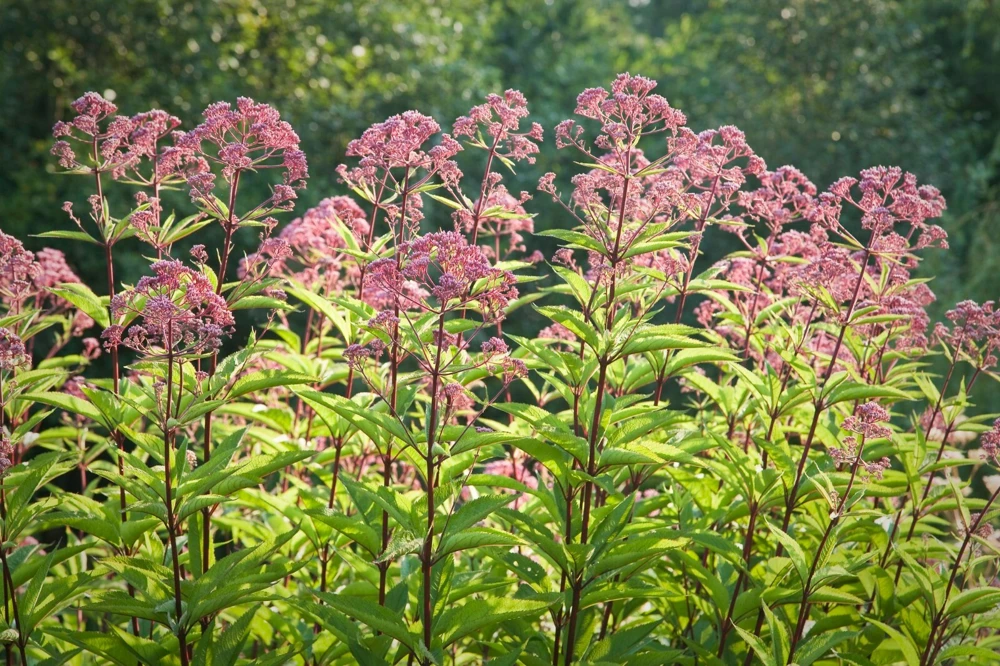 Joe Pye Weed Seeds - Pinkish Purple Flower Seeds - Attracts Pollinators - Outdoor Perennial - Image 1
