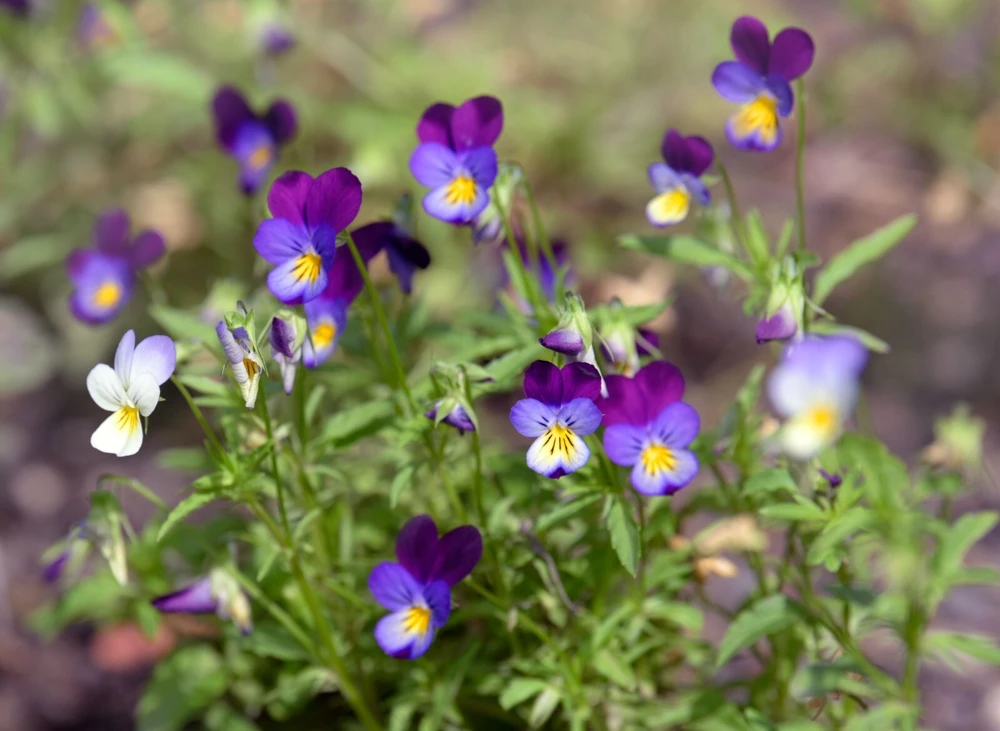 Johnny Jump Up Wildflower Seeds - Viola Tricolor - Helen Mount - Easy Grow Outdoor - Image 2