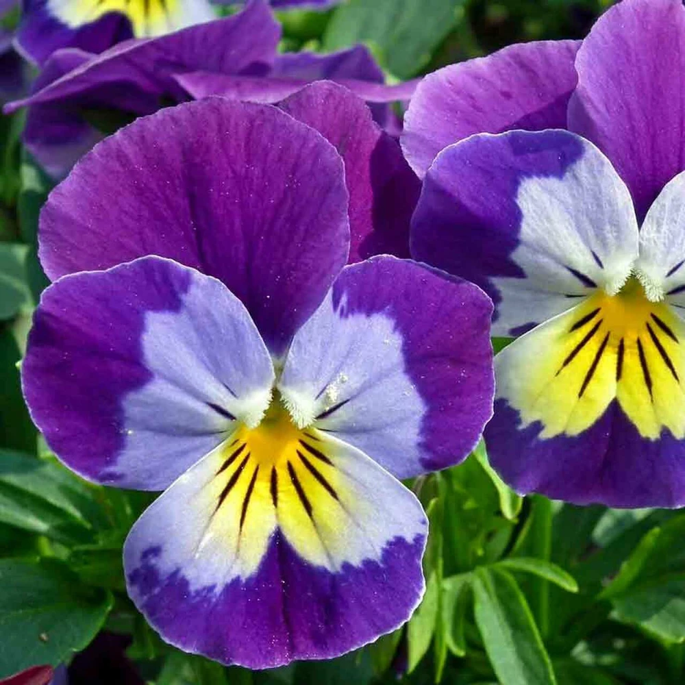 Johnny Jump Up Wildflower Seeds - Viola Tricolor - Helen Mount - Easy Grow Outdoor - Image 1