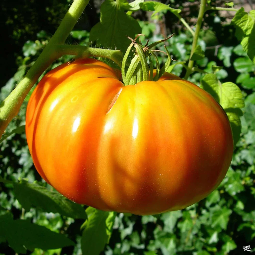Kellogg's Breakfast Tomato Seeds - Heirloom Orange Beefsteak, Indeterminate - Image 2
