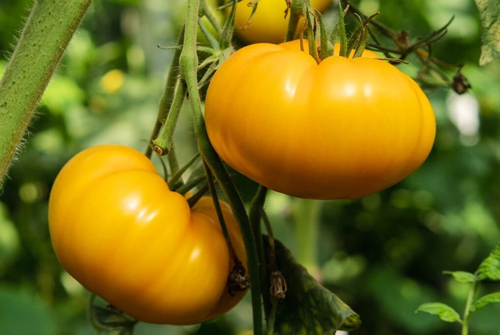 Kellogg's Breakfast Tomato Seeds - Heirloom Orange Beefsteak, Indeterminate - Image 1