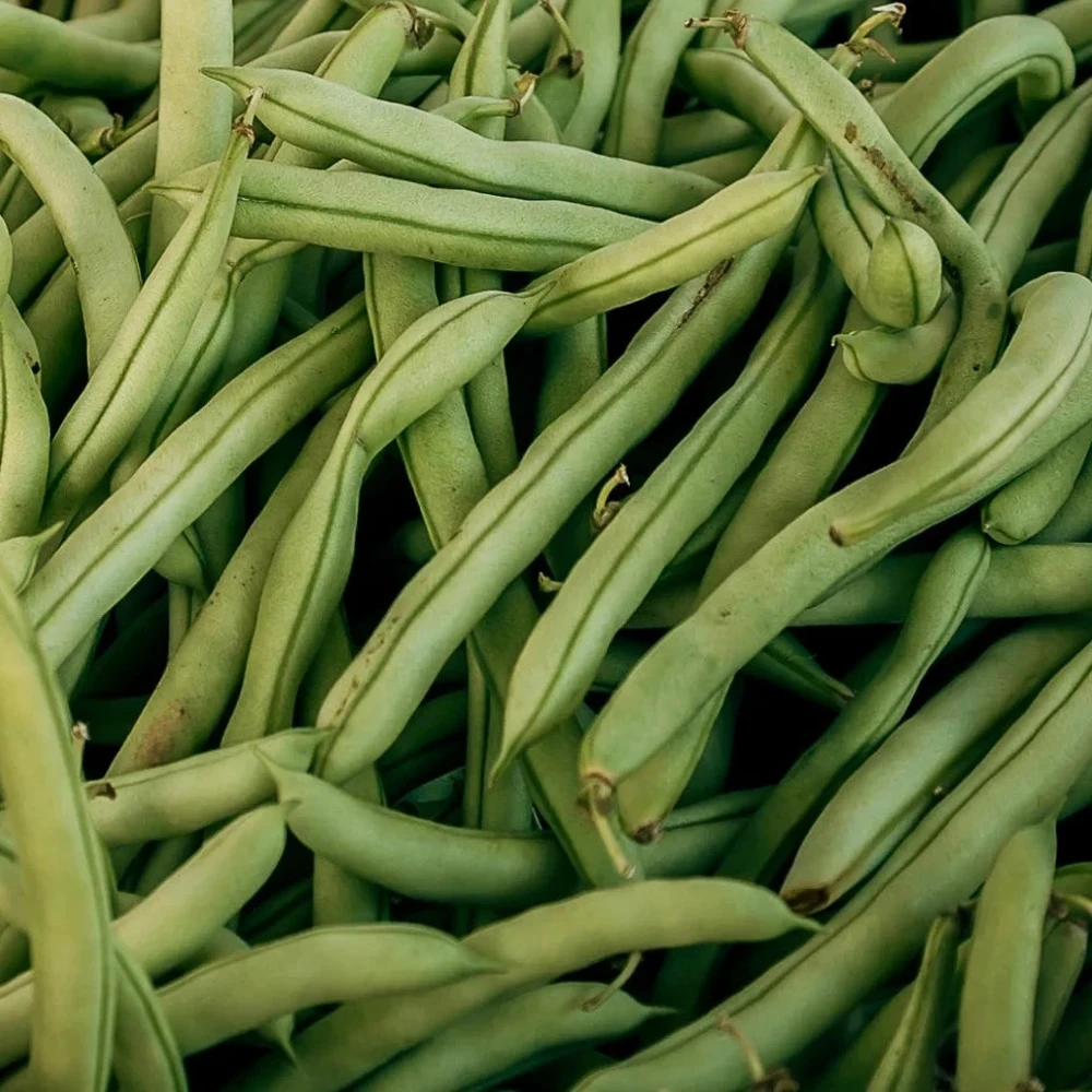 Kentucky Dreamer Bush Green Bean Seeds - Heirloom Snap Bean Seeds - Image 1