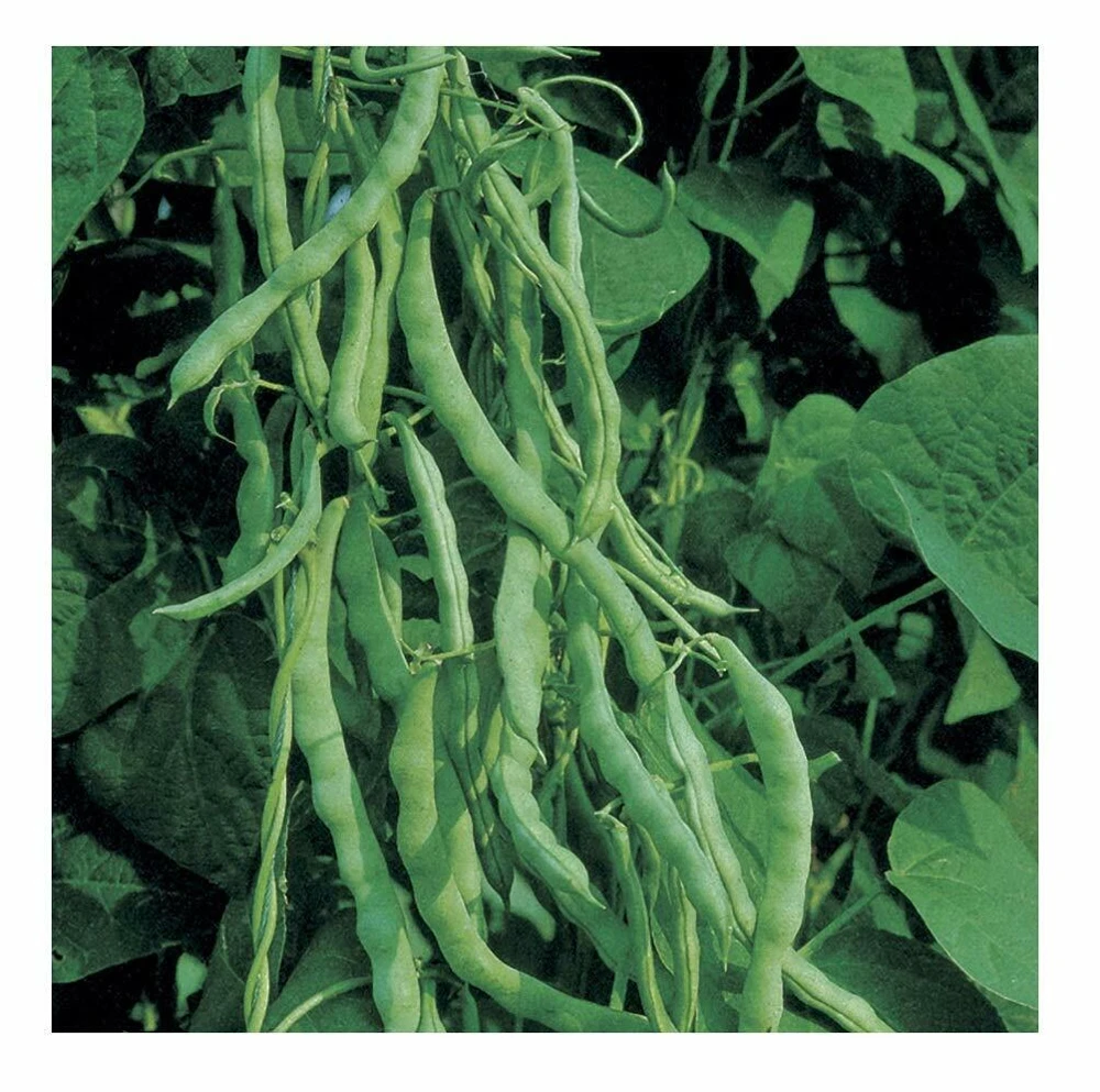 Kentucky Wonder Bush Green Bean Seeds - Tender, Stringless, Easy Grow - Image 1