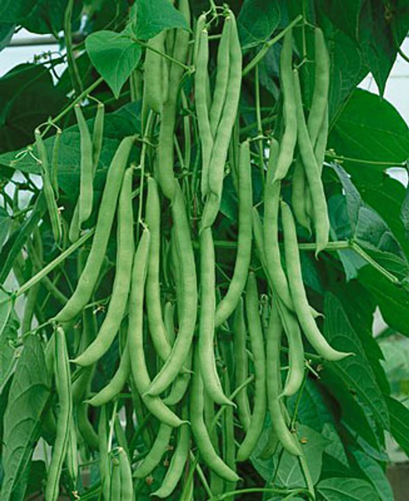 Kentucky Wonder Pole Green Bean Seeds – High Yielding Vegetable Seeds for Outdoor Planting - Image 1
