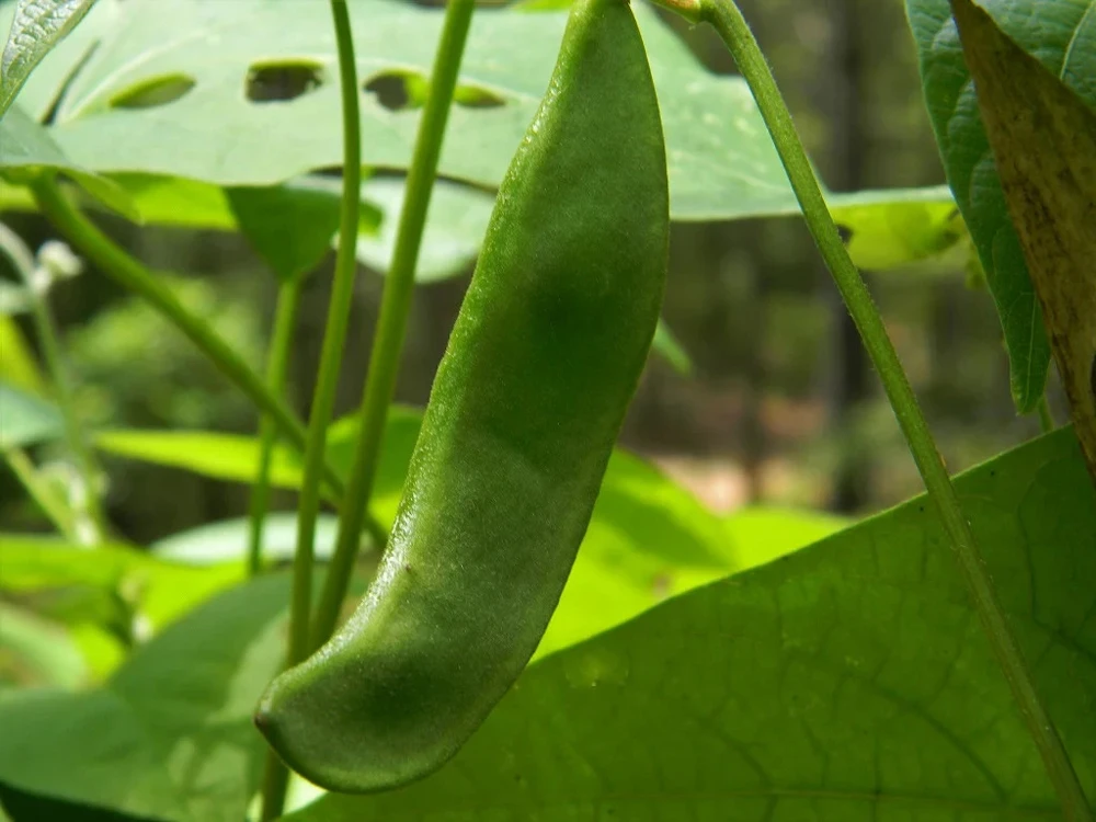 King of the Garden Lima Pole Bean Seeds - Butter Bean, Prolific, Outdoor - Image 1