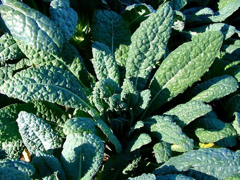 Lacinato Kale Seeds - Italian Dinosaur Kale Vegetable Seeds - Dark Bluish-Green - Outdoor - Image 1