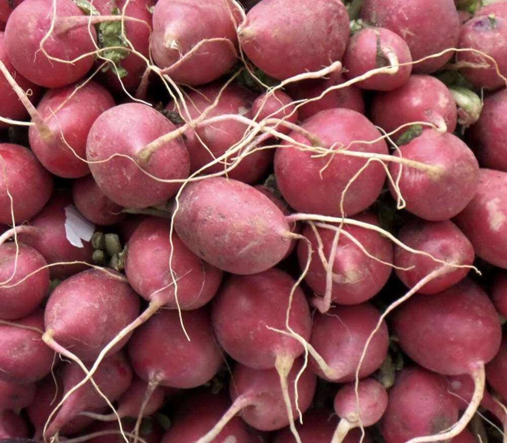 Lady Slipper Radish Seeds - Fast Harvest Annual Vegetable Seeds for Outdoor Planting - Image 1