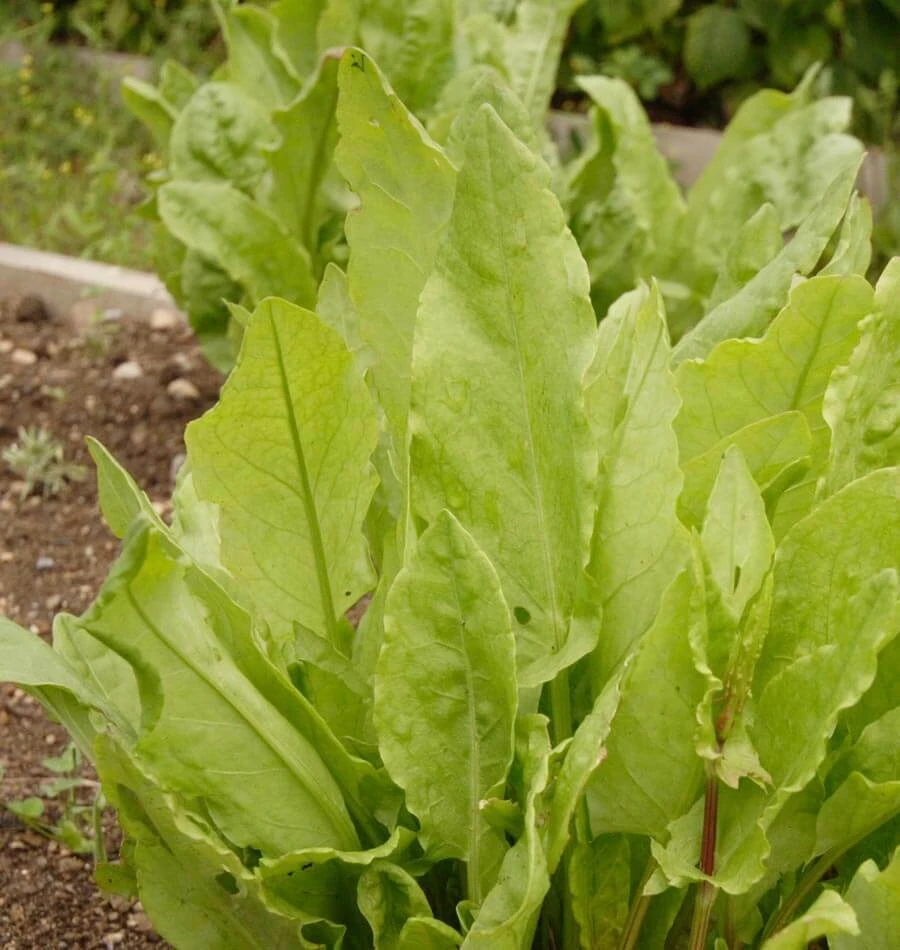Large Leaf Sorrel Seeds Heirloom - Perennial Herb Seeds for Garden - Image 2