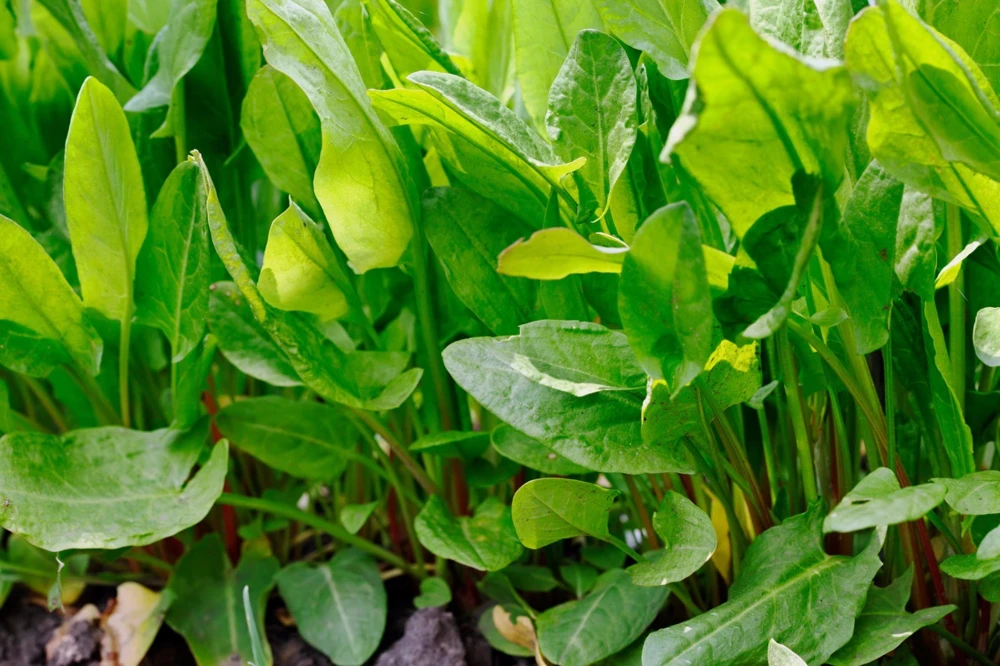 Large Leaf Sorrel Seeds Heirloom - Perennial Herb Seeds for Garden - Image 1