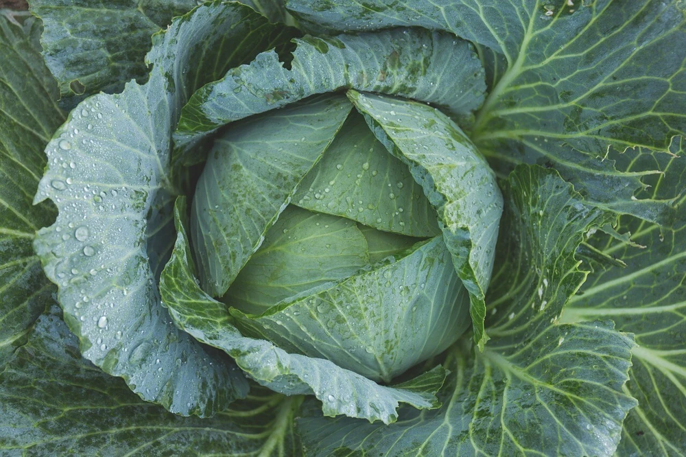 Late Flat Dutch Cabbage Seeds - Heirloom, Green, Outdoor Vegetable Seeds - Image 1