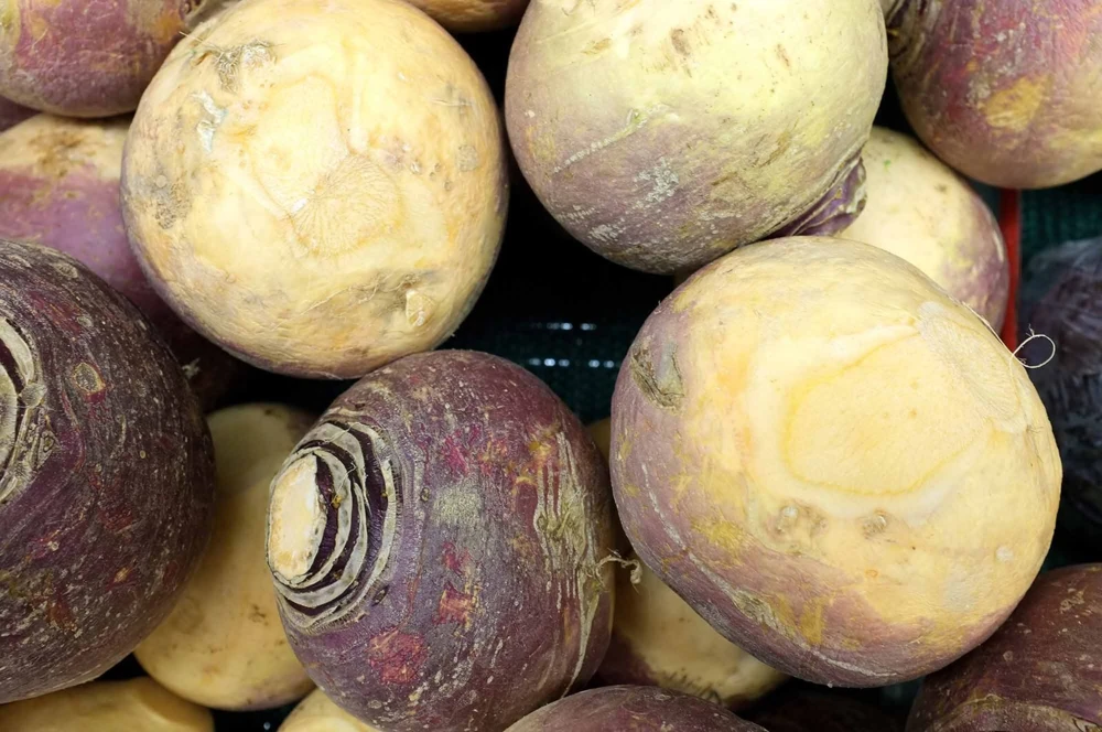 Laurentian Rutabaga Seeds - Sweet Mild Flavor, Zones 3-12, Full Sun - Image 1
